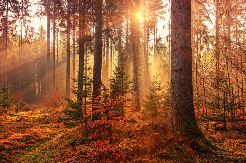 Herbstwald