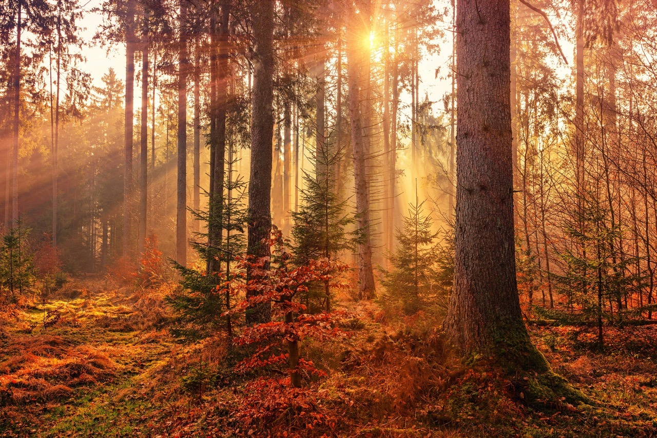 Herbstwald