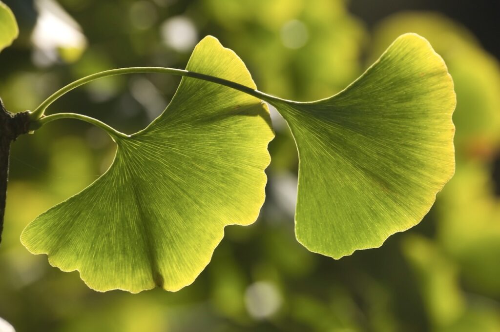 Ginkgo Blatt
